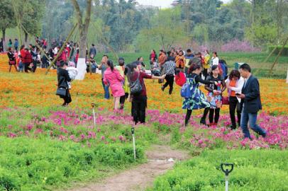8万人涌向自贡花海 管理方紧急派200多人劝导(图1) 8万人涌向自贡花海 管理方紧急派200多人劝导(图1)