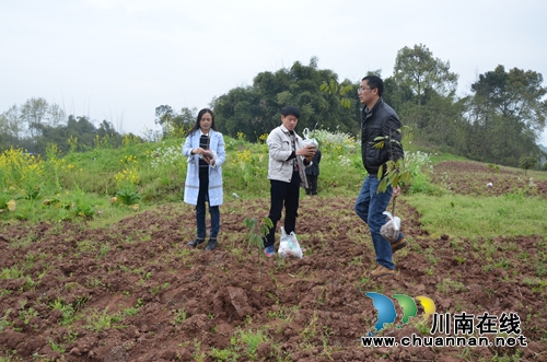 泸县太伏:植树造林助脱贫(图1) 泸县太伏:植树造林助脱贫(图1)
