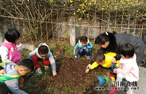 叙永东城幼儿园开展春季趣味种植活动(图2) 叙永东城幼儿园开展春季趣味种植活动(图2)