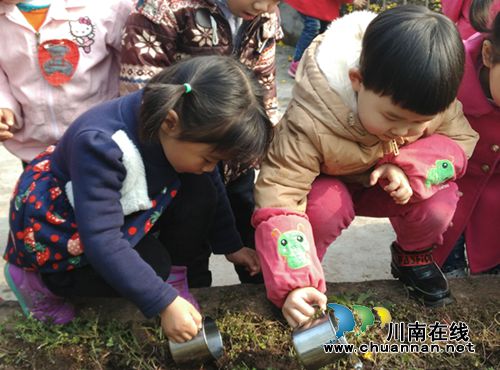 叙永东城幼儿园开展春季趣味种植活动(图3) 叙永东城幼儿园开展春季趣味种植活动(图3)
