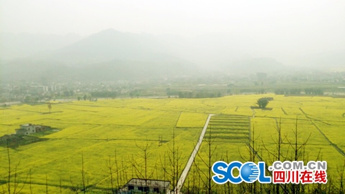 宜宾两千亩油菜花绽放&nbsp;全省丘陵地带规模最大(图1)