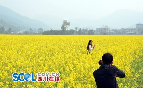 宜宾两千亩油菜花绽放&nbsp;全省丘陵地带规模最大(图2)
