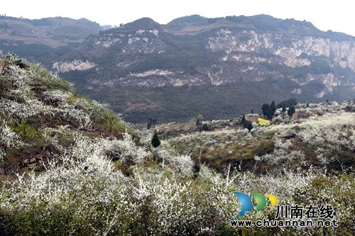 叙永赤水河畔 万亩花海怒放喜迎四方宾客(图1) 叙永赤水河畔 万亩花海怒放喜迎四方宾客(图1)