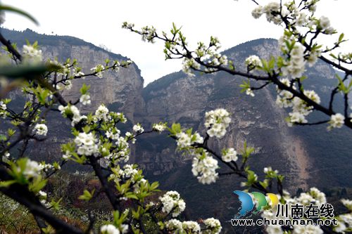 叙永赤水河畔 万亩花海怒放喜迎四方宾客(图3) 叙永赤水河畔 万亩花海怒放喜迎四方宾客(图3)