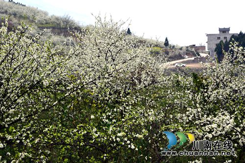 叙永赤水河畔 万亩花海怒放喜迎四方宾客(图2) 叙永赤水河畔 万亩花海怒放喜迎四方宾客(图2)