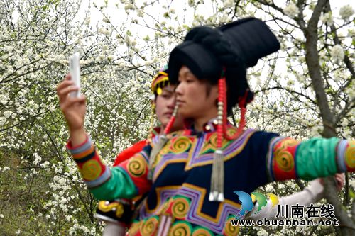 叙永赤水河畔 万亩花海怒放喜迎四方宾客(图5) 叙永赤水河畔 万亩花海怒放喜迎四方宾客(图5)