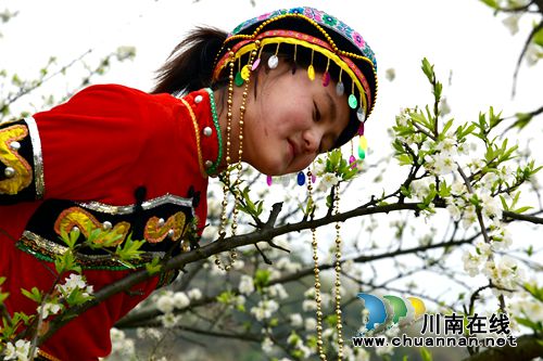 叙永赤水河畔 万亩花海怒放喜迎四方宾客(图7) 叙永赤水河畔 万亩花海怒放喜迎四方宾客(图7)