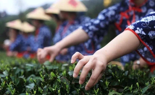 泸州:纳溪特早茶里的“文化经”(图8) 泸州:纳溪特早茶里的“文化经”(图8)