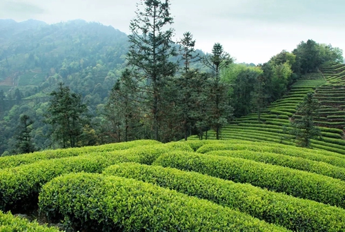 泸州:纳溪特早茶里的“文化经”(图6) 泸州:纳溪特早茶里的“文化经”(图6)