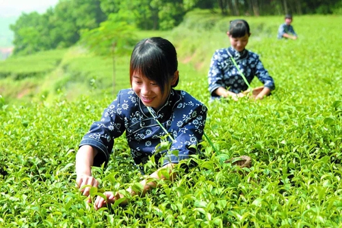 泸州:纳溪特早茶里的“文化经”(图3) 泸州:纳溪特早茶里的“文化经”(图3)