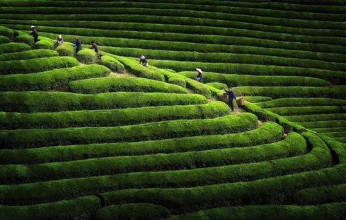 泸州:纳溪特早茶里的“文化经”(图7) 泸州:纳溪特早茶里的“文化经”(图7)