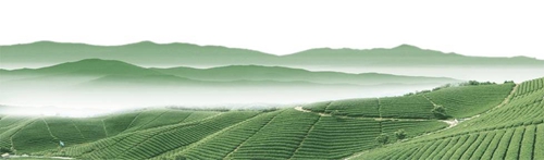 泸州:纳溪特早茶里的“文化经”(图12) 泸州:纳溪特早茶里的“文化经”(图12)