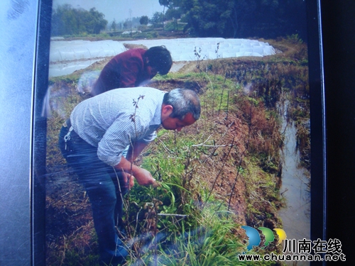 稻水象甲再猖獗 太伏镇阻截更给力(图2) 稻水象甲再猖獗 太伏镇阻截更给力(图2)