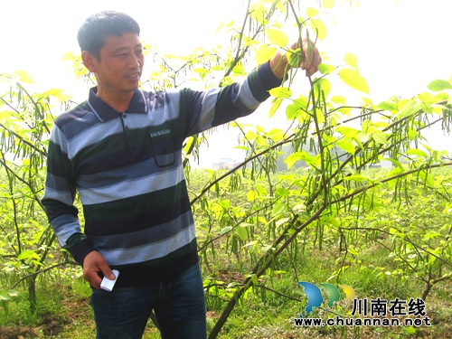 泸州200亩台湾桑果将首获丰收(图1) 泸州200亩台湾桑果将首获丰收(图1)