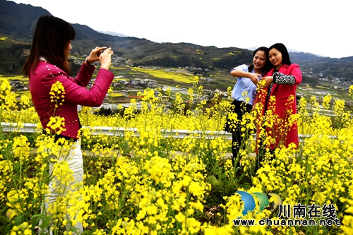 叙永：万亩油菜花让“石头山”变“金山”(图4)
