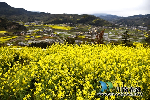叙永：万亩油菜花让“石头山”变“金山”(图1)