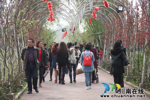 泸县龙桥百花洲&nbsp;万千游人踏春游(图8)
