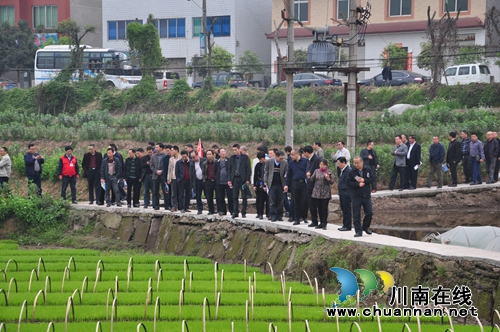 泸县大春生产开局工作受到高度评价(图1)