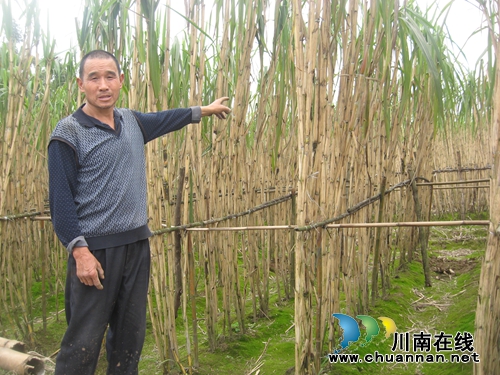 泸州江北：万吨甘蔗滞销愁煞蔗农(图1)