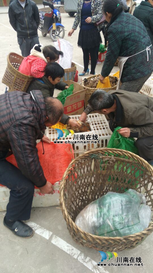 自怀:鸡苗作“扶贫礼物” 鼓励摘掉“穷帽子”(图1) 自怀:鸡苗作“扶贫礼物” 鼓励摘掉“穷帽子”(图1)
