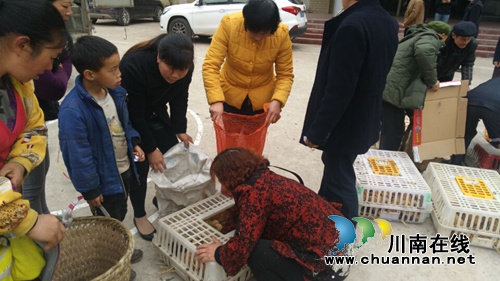 自怀:鸡苗作“扶贫礼物” 鼓励摘掉“穷帽子”(图3) 自怀:鸡苗作“扶贫礼物” 鼓励摘掉“穷帽子”(图3)
