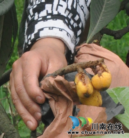 天仙枇杷遭鸟疯狂偷食 村民欲搞“人鸟大战”(图3) 天仙枇杷遭鸟疯狂偷食 村民欲搞“人鸟大战”(图3)