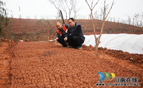 泸州纳溪:荒山变身农业园 群众增收有新路(图3) 泸州纳溪:荒山变身农业园 群众增收有新路(图3)