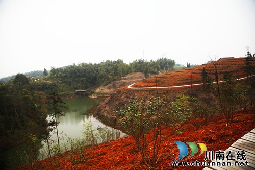 泸州纳溪:荒山变身农业园 群众增收有新路(图4) 泸州纳溪:荒山变身农业园 群众增收有新路(图4)