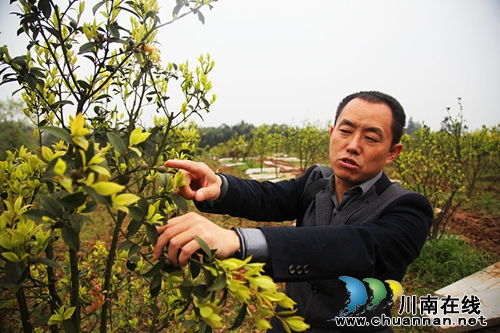 泸州纳溪:荒山变身农业园 群众增收有新路(图2) 泸州纳溪:荒山变身农业园 群众增收有新路(图2)