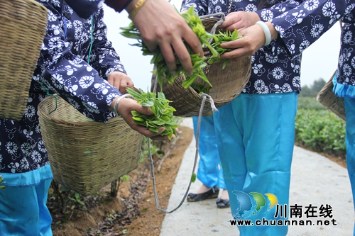 石桥道林沟登山采茶节 “小九寨”有氧新生活(图6) 石桥道林沟登山采茶节 “小九寨”有氧新生活(图6)