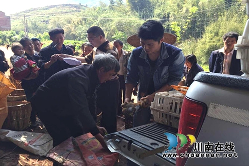合江县司法局:千只鸡苗送村下乡助农脱贫(图1) 合江县司法局:千只鸡苗送村下乡助农脱贫(图1)