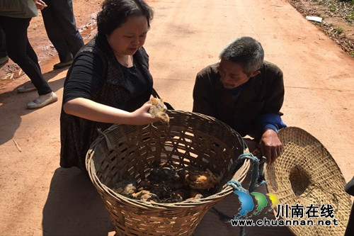 合江县司法局:千只鸡苗送村下乡助农脱贫(图2) 合江县司法局:千只鸡苗送村下乡助农脱贫(图2)