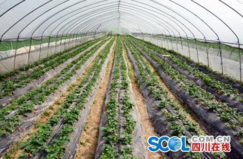 宜宾南溪农民整住了：蔬菜产值预计破8亿！(图1)