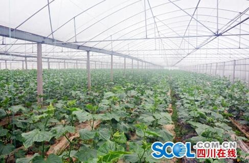 宜宾南溪农民整住了：蔬菜产值预计破8亿！(图2)