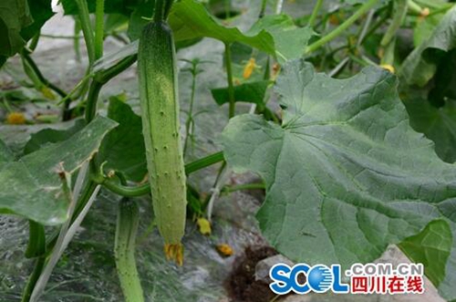 宜宾南溪农民整住了：蔬菜产值预计破8亿！(图3)