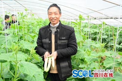 宜宾南溪农民整住了：蔬菜产值预计破8亿！(图4)