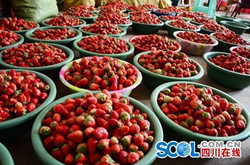 宜宾南溪农民整住了：蔬菜产值预计破8亿！(图5)