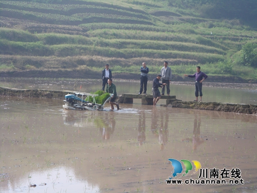泸县太伏：“铁牛”栽秧跑得欢&nbsp;村民惊叹(图1)