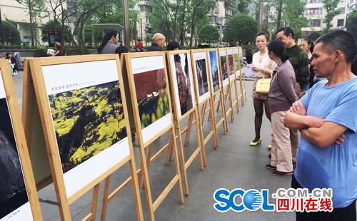 宜宾展出川南最早油菜花美术摄影作品(图4) 宜宾展出川南最早油菜花美术摄影作品(图4)