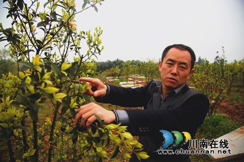 纳溪白节:返乡农民种油茶“绿色银行”富村民(图1) 纳溪白节:返乡农民种油茶“绿色银行”富村民(图1)