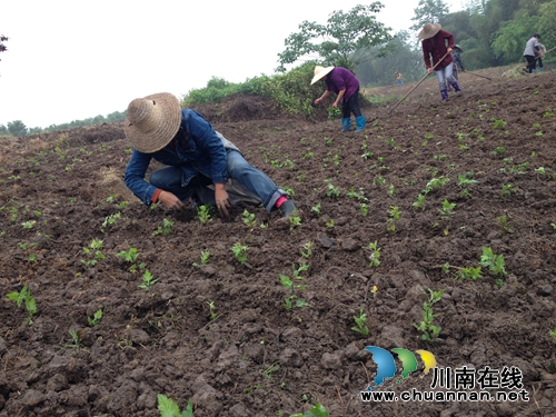 泸县兆雅：免费发放杭白菊种苗助力脱贫(图1)