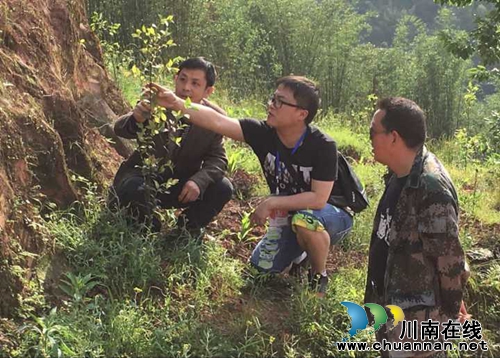 泸州叙永：旺龙村加快油茶发展&nbsp;助力扶贫攻坚(图1)