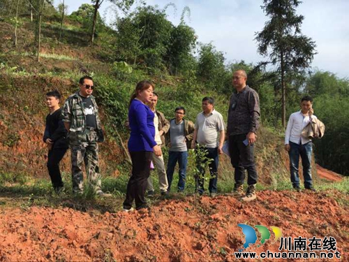 泸州叙永：旺龙村加快油茶发展&nbsp;助力扶贫攻坚(图2)