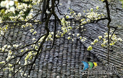 江阳区丹林“梨花飞舞”摄影大赛评选揭晓(图1) 江阳区丹林“梨花飞舞”摄影大赛评选揭晓(图1)