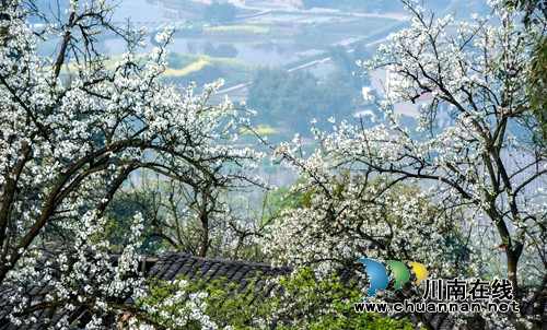江阳区丹林“梨花飞舞”摄影大赛评选揭晓(图3) 江阳区丹林“梨花飞舞”摄影大赛评选揭晓(图3)