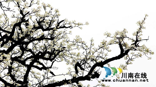 江阳区丹林“梨花飞舞”摄影大赛评选揭晓(图2) 江阳区丹林“梨花飞舞”摄影大赛评选揭晓(图2)