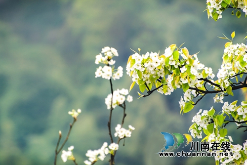 江阳区丹林“梨花飞舞”摄影大赛评选揭晓(图5) 江阳区丹林“梨花飞舞”摄影大赛评选揭晓(图5)