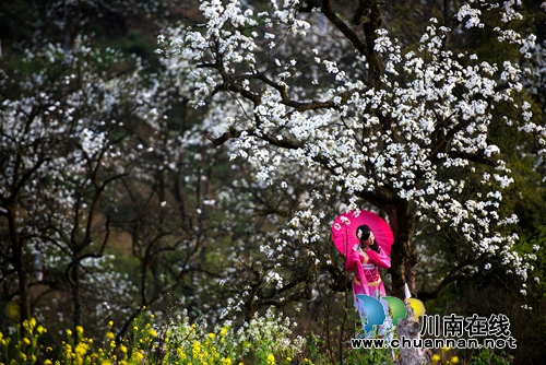 江阳区丹林“梨花飞舞”摄影大赛评选揭晓(图7) 江阳区丹林“梨花飞舞”摄影大赛评选揭晓(图7)