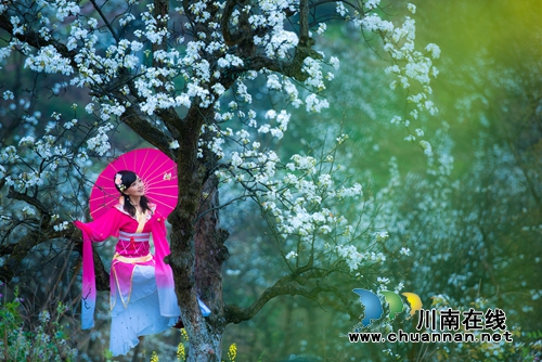 江阳区丹林“梨花飞舞”摄影大赛评选揭晓(图6) 江阳区丹林“梨花飞舞”摄影大赛评选揭晓(图6)