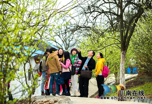 江阳区丹林“梨花飞舞”摄影大赛评选揭晓(图10) 江阳区丹林“梨花飞舞”摄影大赛评选揭晓(图10)